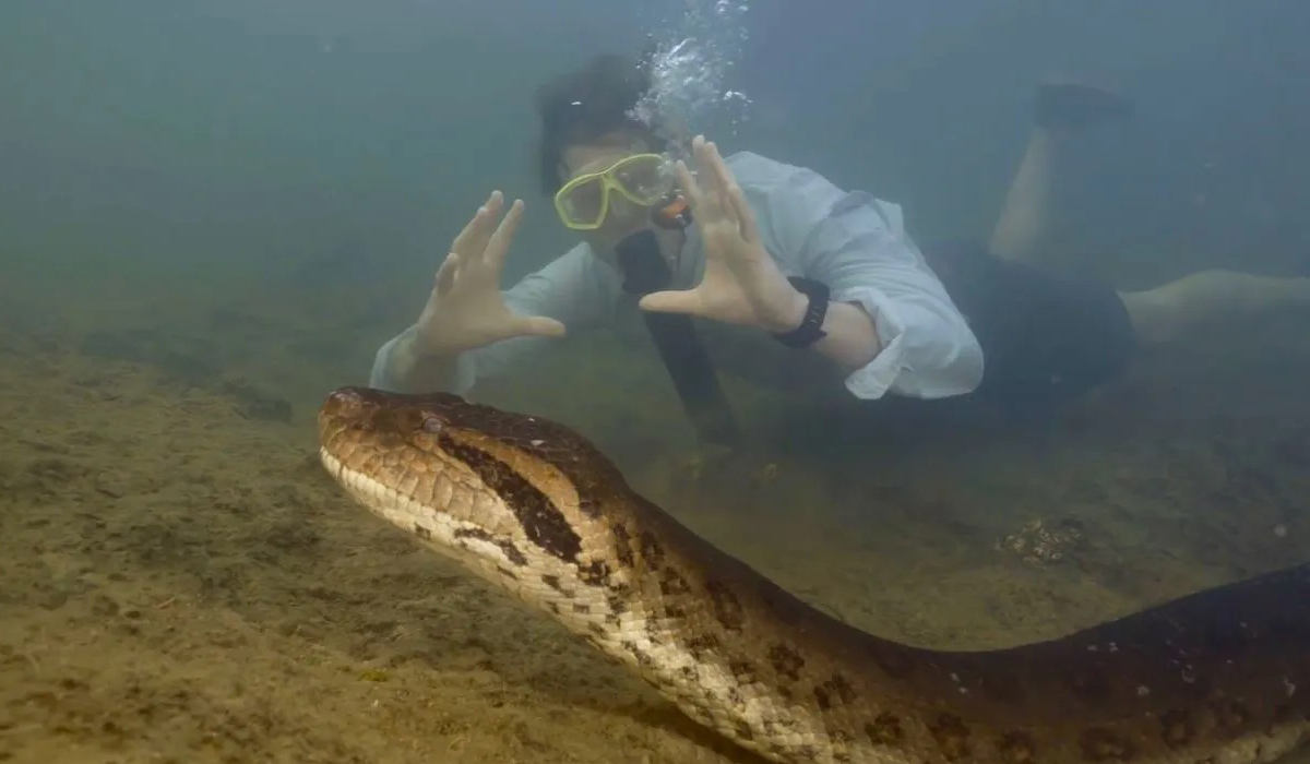 Amazon anaconda